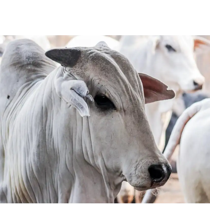 Novilha Nelore branca em close